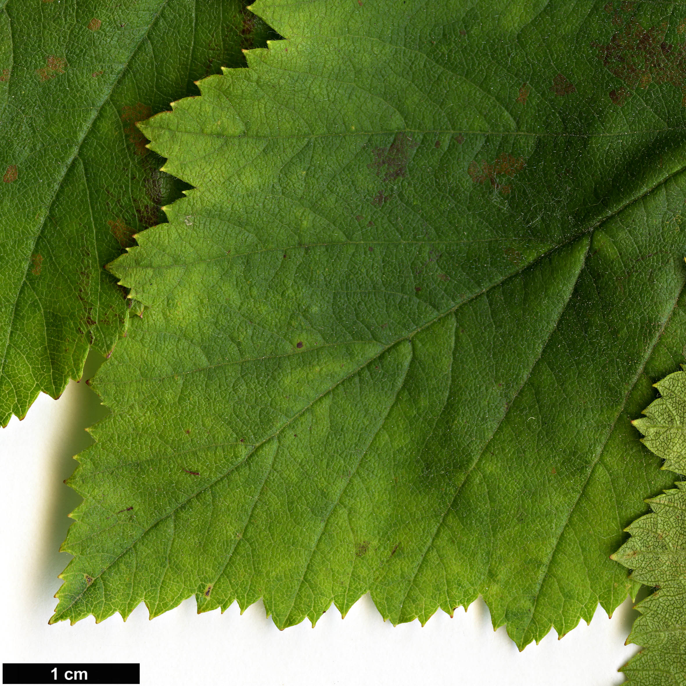 High resolution image: Family: Rosaceae - Genus: Crataegus - Taxon: coccinea - SpeciesSub: var. fulleriana